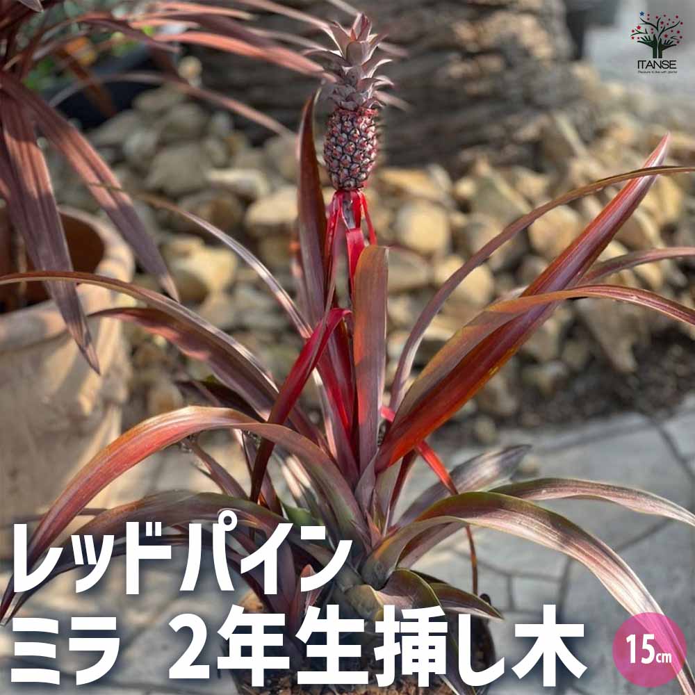 新品未使用 夏 スイカ パイナップル サボテン 雑貨 ポーチ ランチ