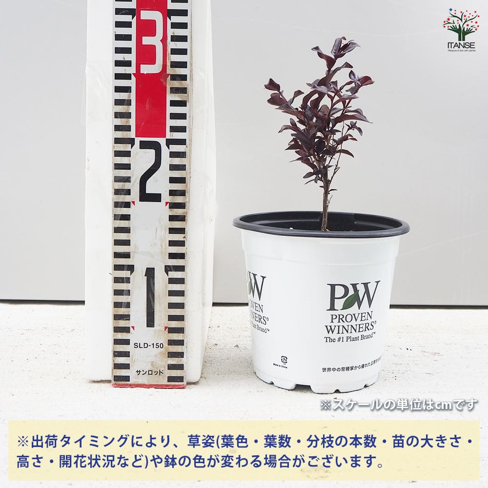 さかさかな】【24年苗】ラズベリー 苗 チルコテン Chilcotin