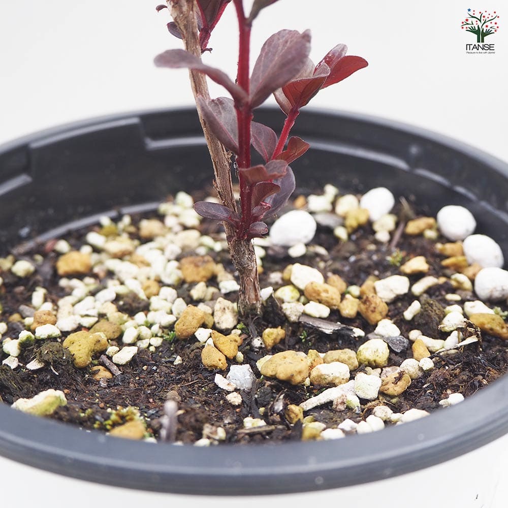 サルスベリ センターステージピンク 【花木苗 5号ポット／1個売り