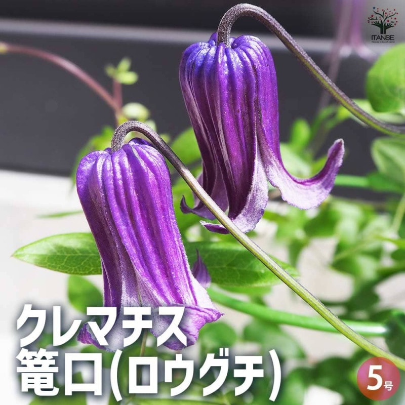 クレマチス苗　送料込み 楽天市場】クレマチス 苗（花の苗物｜苗物）：ガーデニング・農業<花