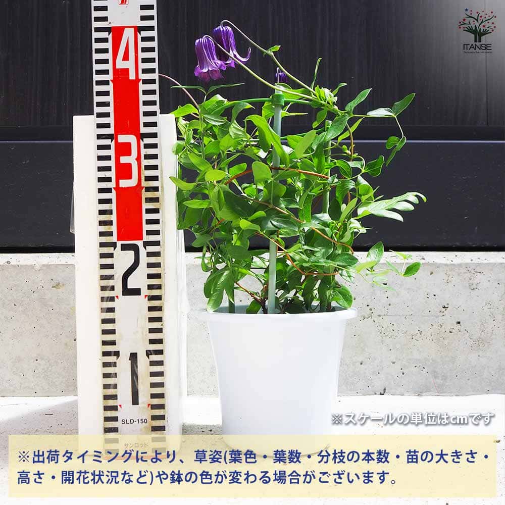 クレマチス 篭口(ロウグチ 【花苗 5号鉢／1個売り】｜ 【植物の