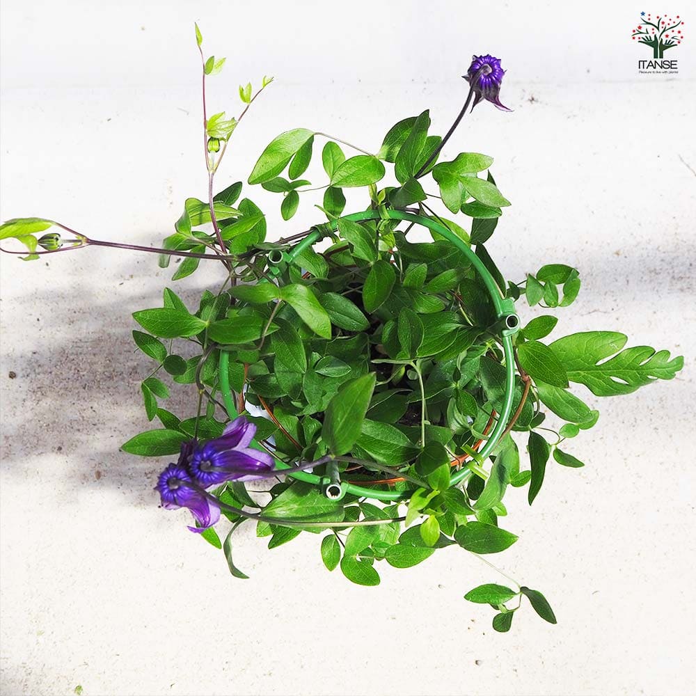 クレマチス 篭口(ロウグチ 【花苗 5号鉢／1個売り】｜ 【植物の