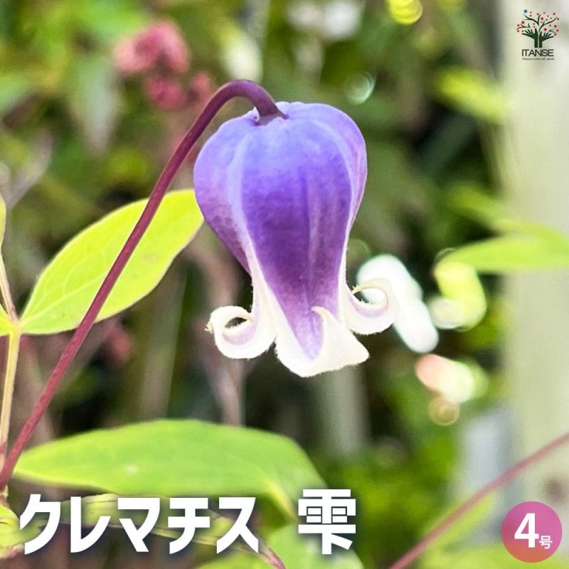 クレマチス 風の忘れもの【花苗 3.5号ロングポット／1個売り