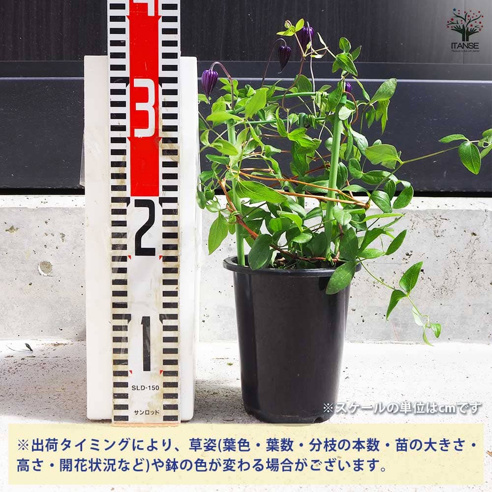 クレマチス 雫 【花苗 4号鉢／1個売り】｜ 【植物のITANSE】全品