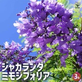 ジャカランダ(ジャカランタ) ミモシフォリア 【花木苗 3号ポット】|花苗