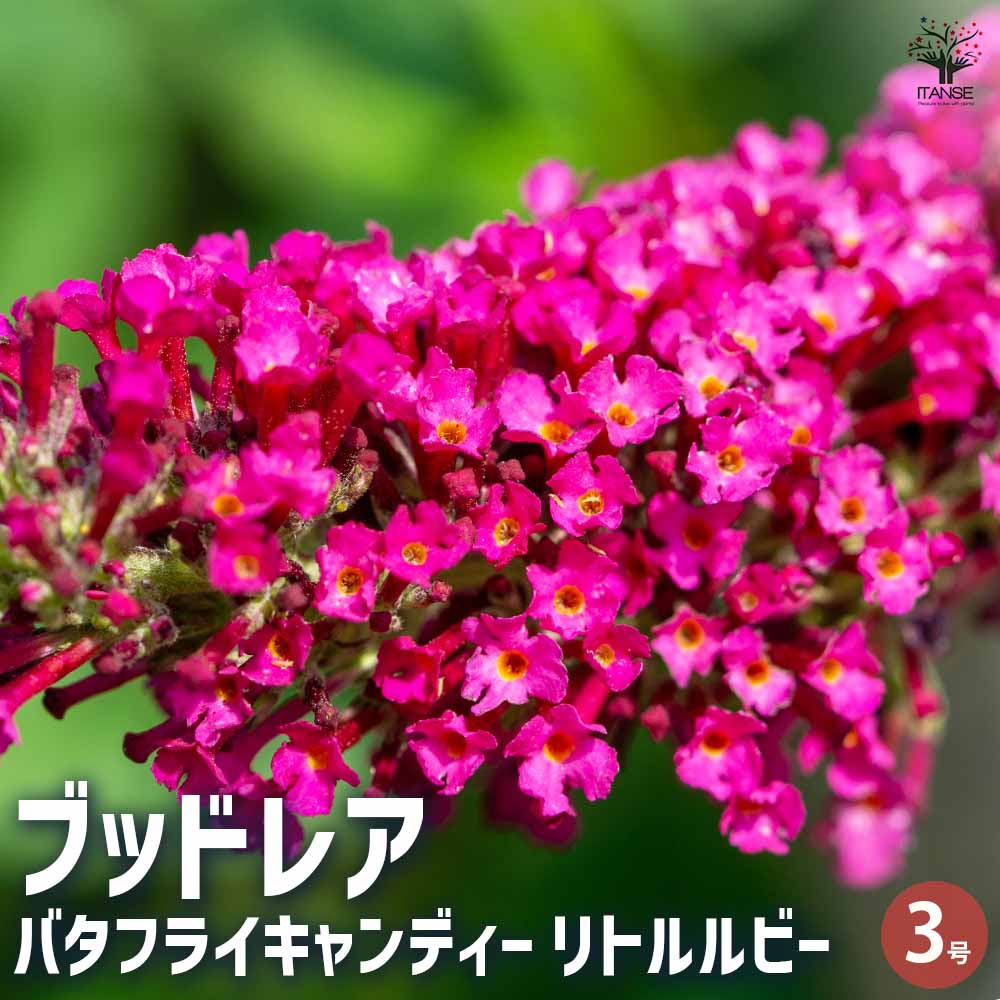 ブッドレア バタフライキャンディー リトルルビー 【花苗 3号ポット／1