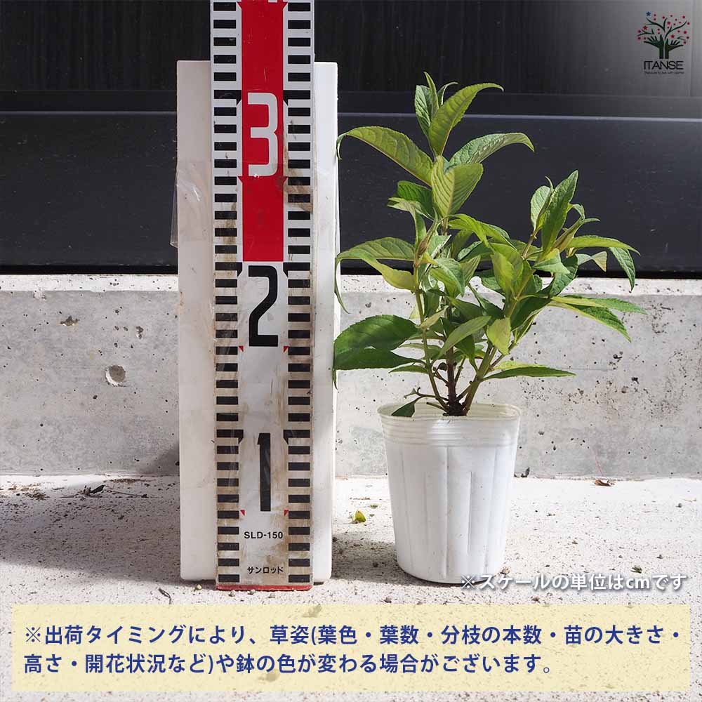 ブッドレア バタフライキャンディー リトルピンク 【花苗 3号ポット／1