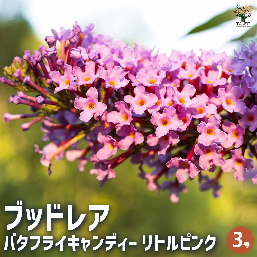 ブッドレア バタフライキャンディー リトルピンク 【花苗 3号ポット／1