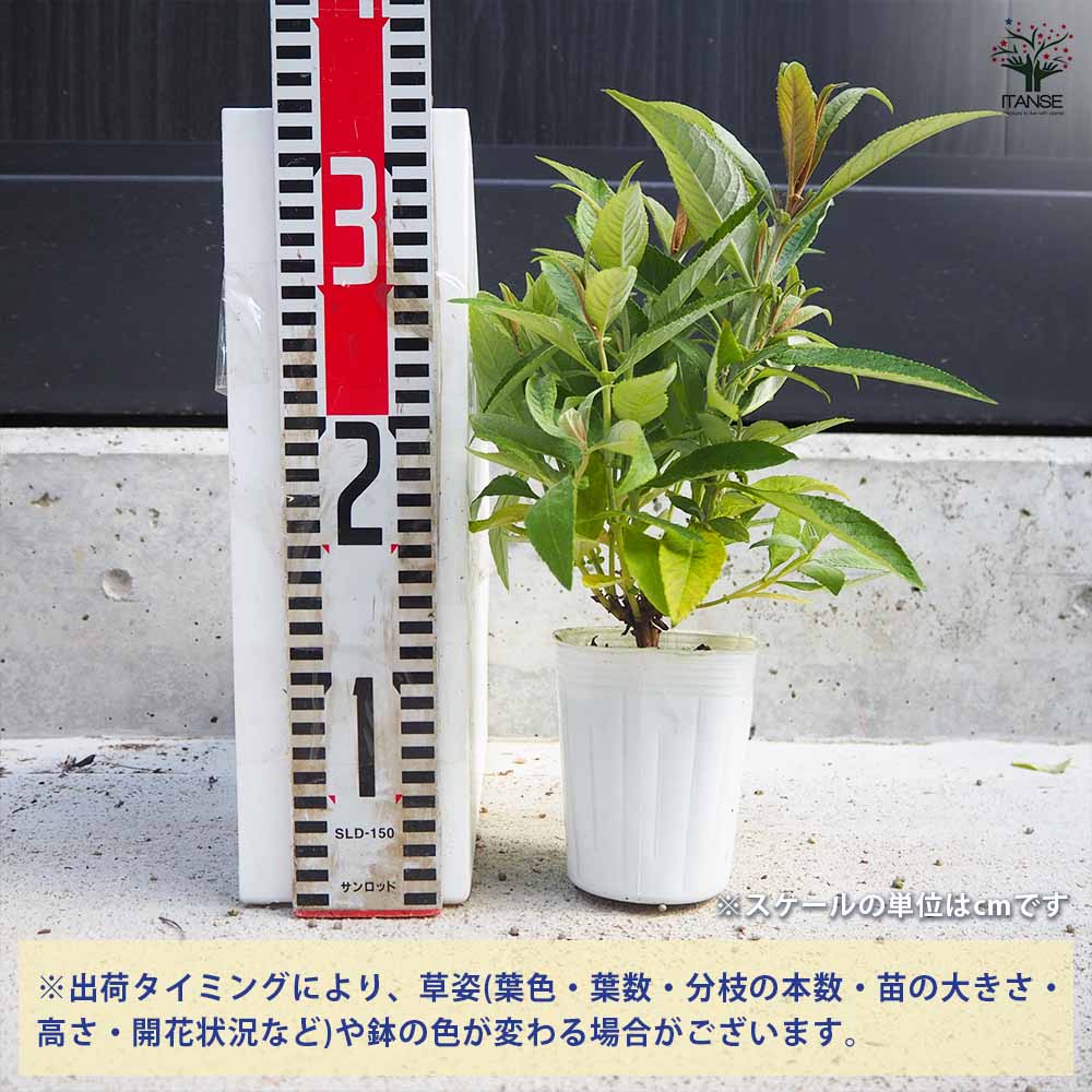 ブッドレア バタフライキャンディー リトルホワイト 【花苗 3号ポット