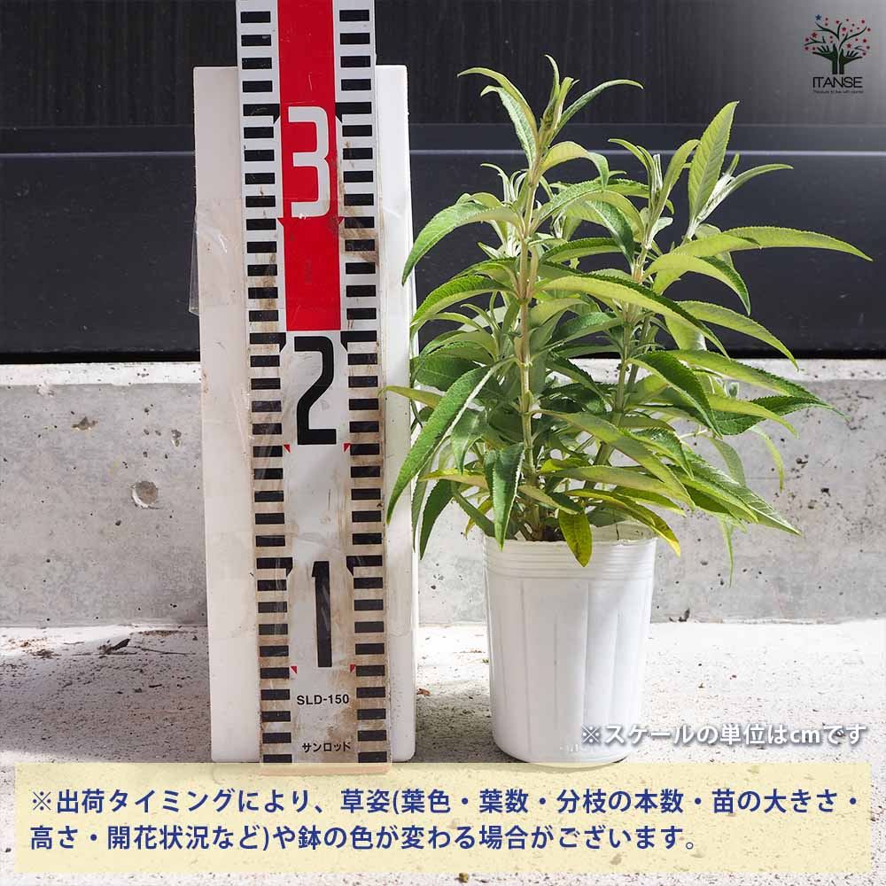 ブッドレア バタフライキャンディー リトルパープル 【花苗 3号ポット