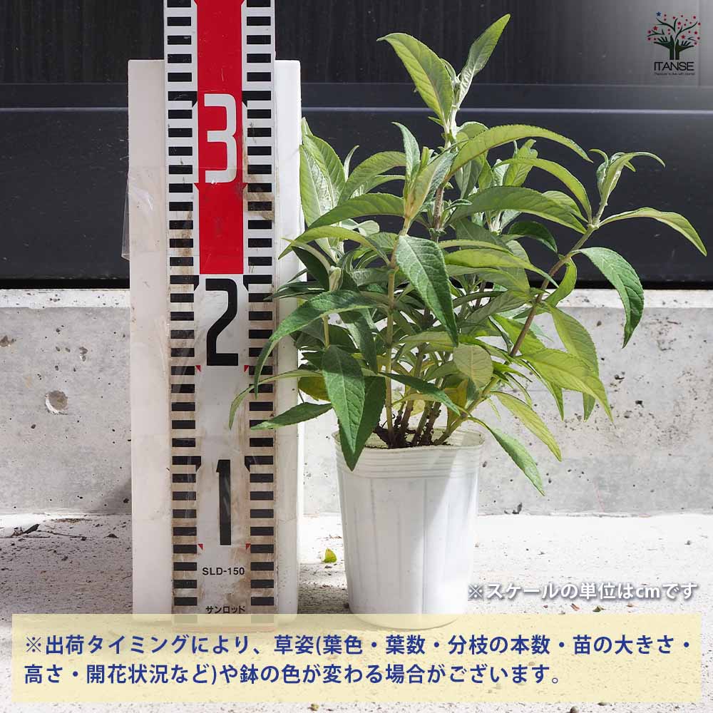 ブッドレア バタフライキャンディー リトルリラ 【花苗 3号ポット／1個