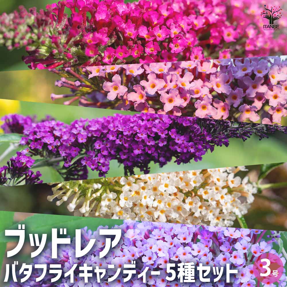 ブッドレア バタフライキャンディー 5種各1個セット/計5個 【花苗 3号