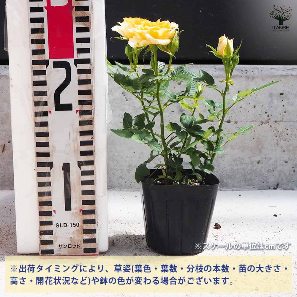 ミニ薔薇 ルシンド 【花苗 3号ポット】｜ 【植物のITANSE】全品