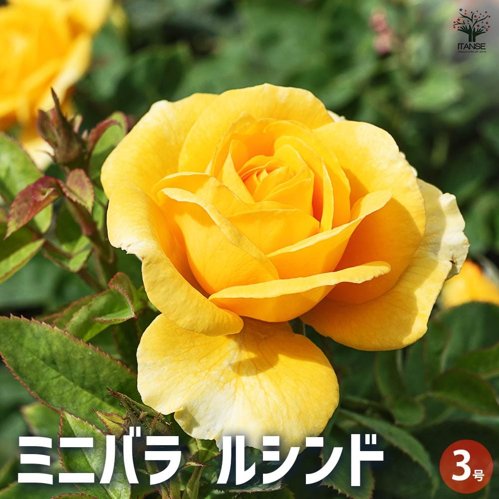 ミニ薔薇 ルシンド 【花苗 3号ポット】