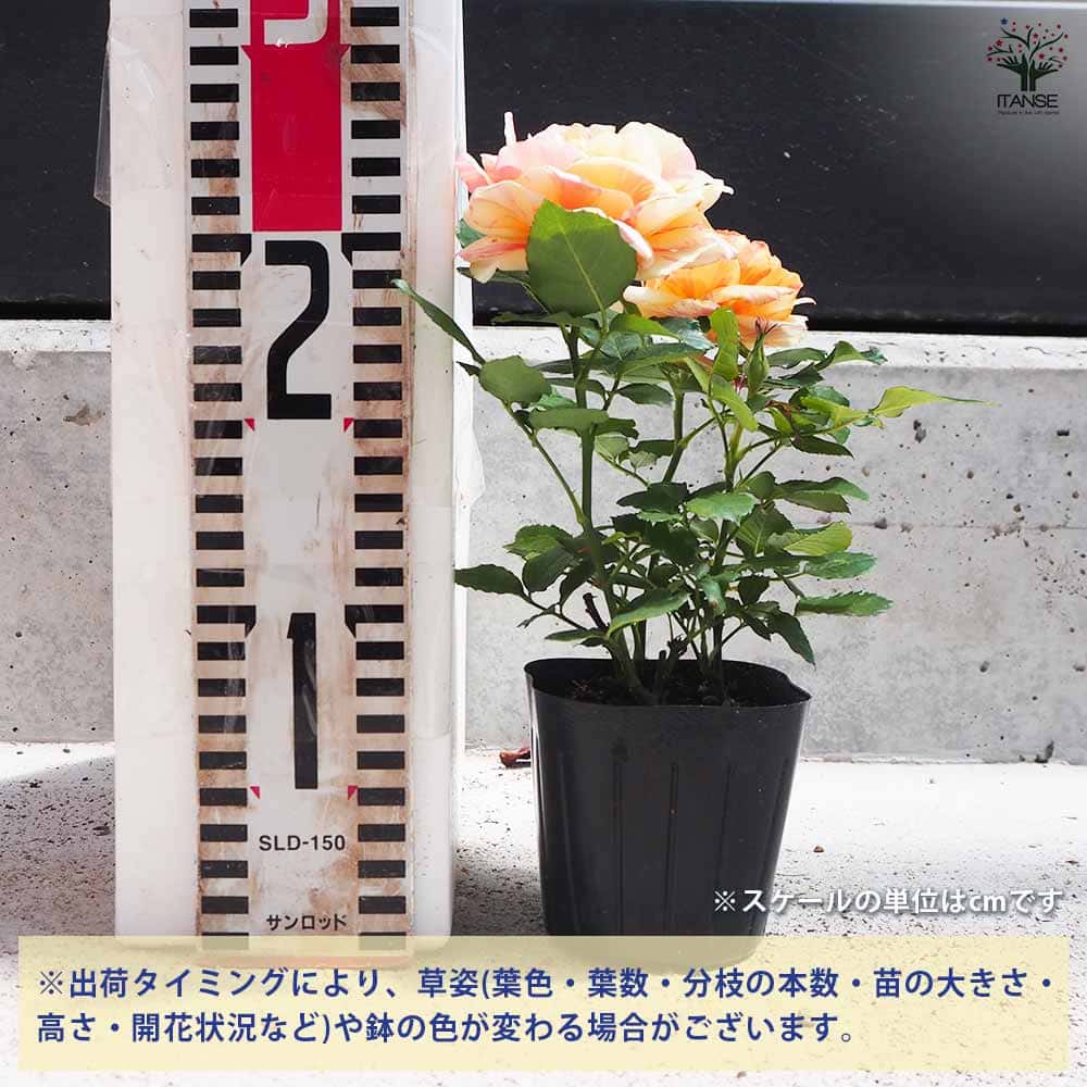 ミニ薔薇 サンフォニーアイ 【花苗 3号ポット】｜ 【植物の