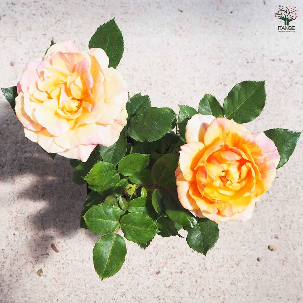 薔薇　3号 ミニ薔薇 サンフォニーアイ 【花苗 3号ポット】｜ 【植物の