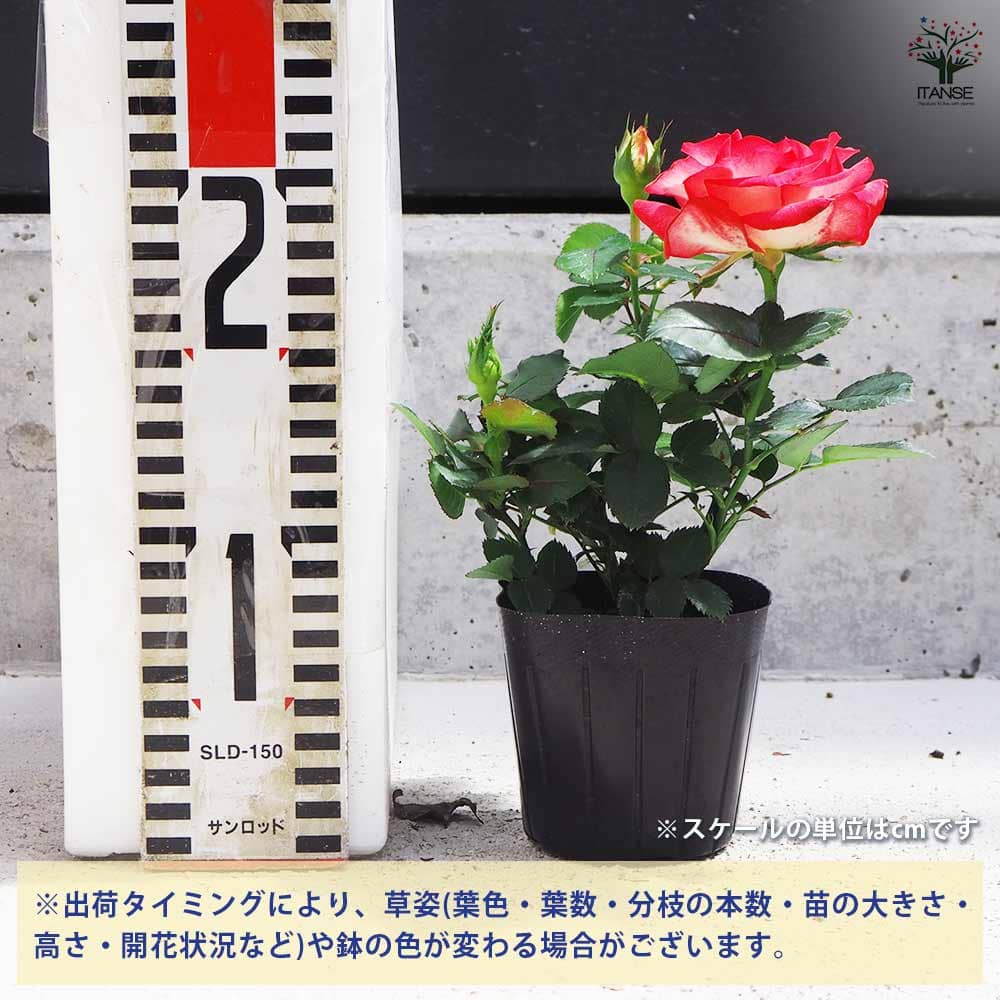 ミニ薔薇 ハッチュアイ 【花苗 3号ポット】｜ 【植物のITANSE