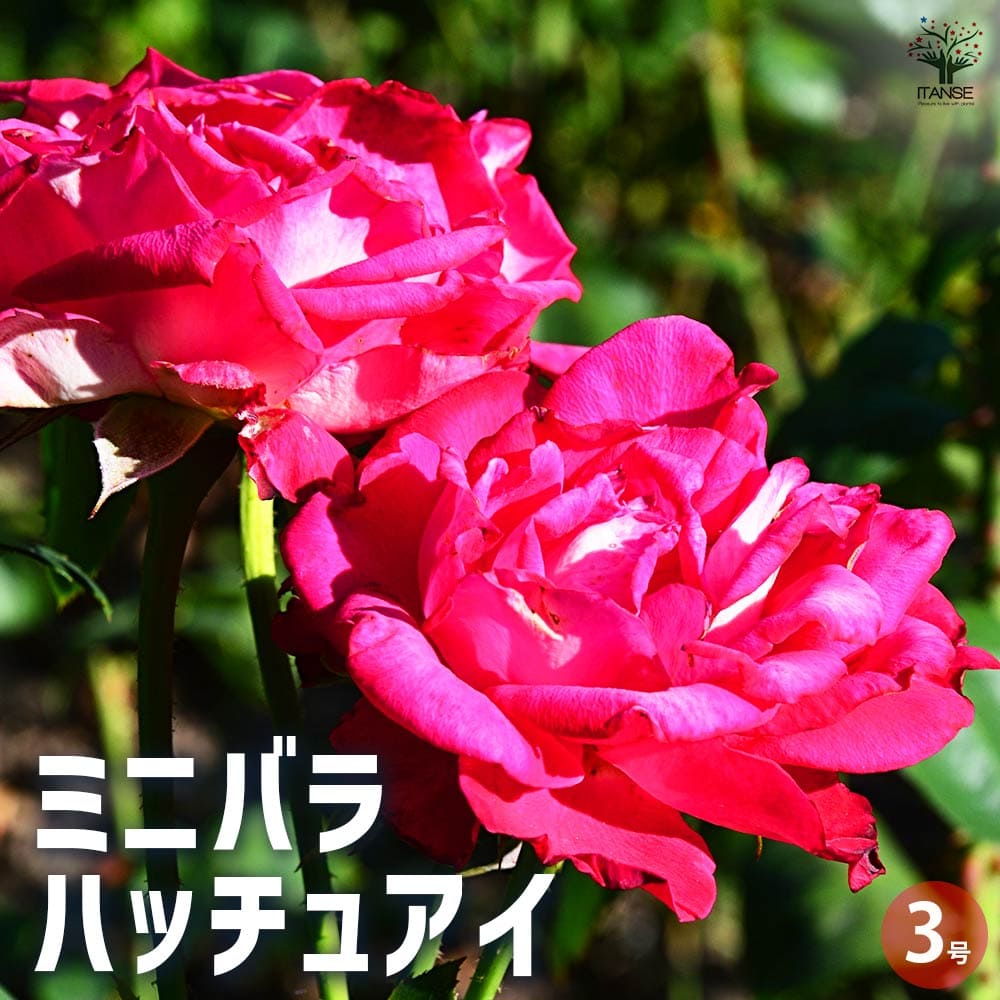 ミニ薔薇 ハッチュアイ 【花苗 3号ポット】｜ 【植物のITANSE