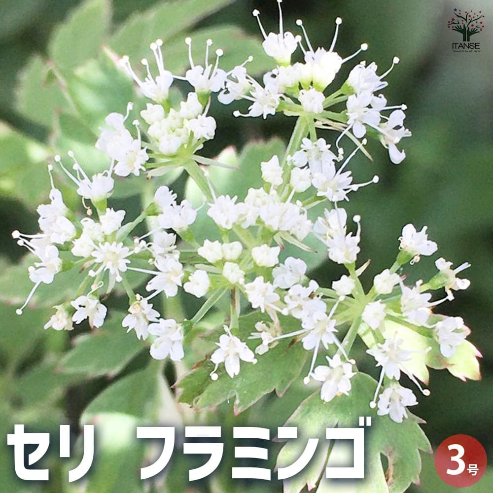 セリ フラミンゴ 2個～【花苗 3号ポット】｜ 【植物のITANSE 