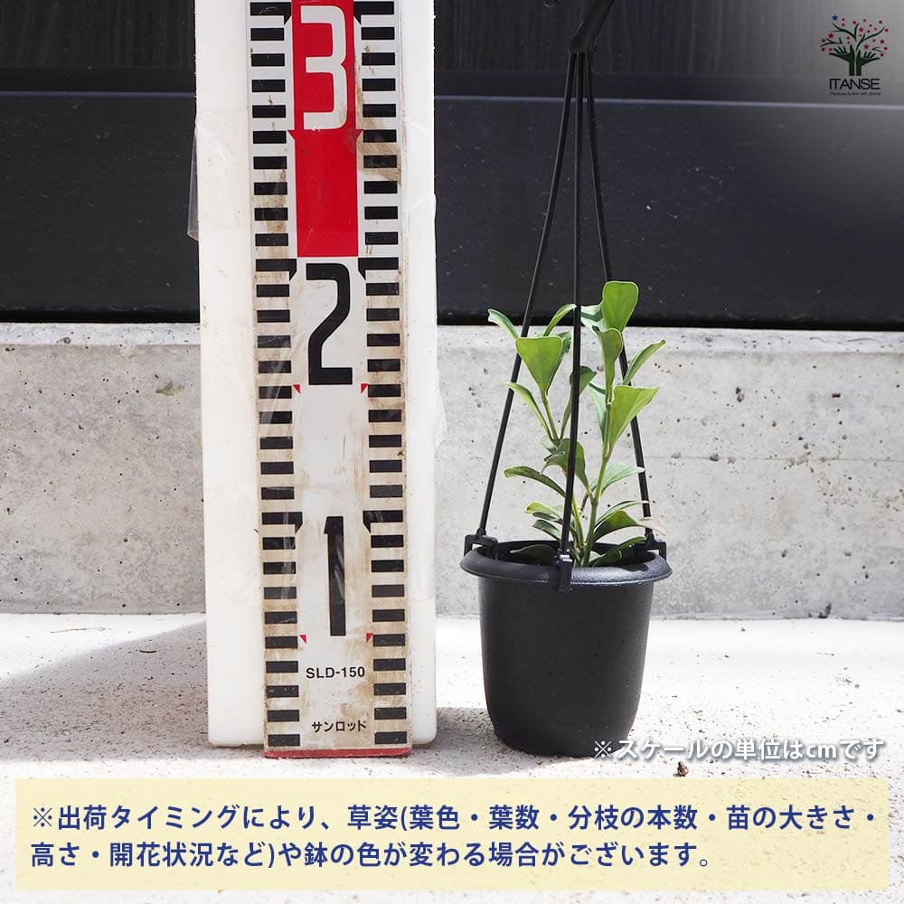 ホヤ マニプレンシス 【観葉植物 3号吊鉢】｜ 【植物の