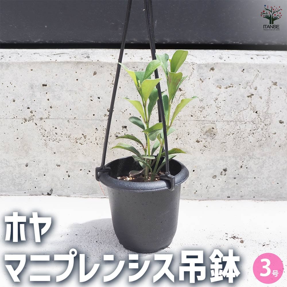 ホヤ マニプレンシス 【観葉植物 3号吊鉢】｜ 【植物のITANSE