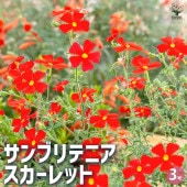 サンブリテニア スカーレット 2個〜【花苗 3号ポット】|花苗