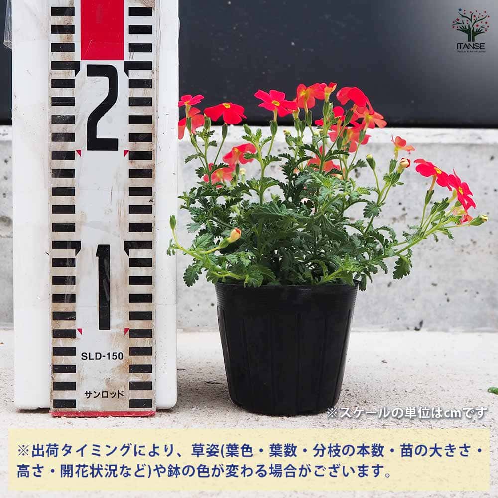 追加商品画像