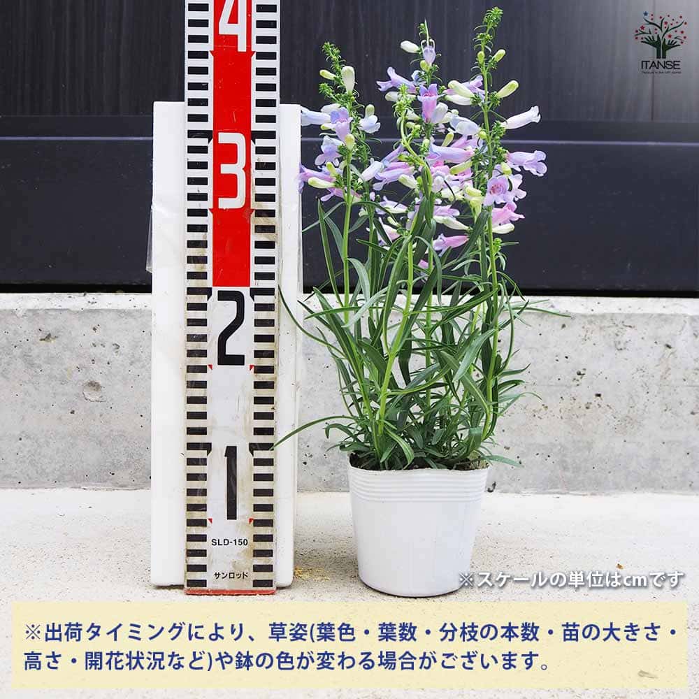 花の苗　ペンステモン　エレクトリックブルー　苗 ペンステモン エレクトリックブルー 2個～【花苗 3.5号ポット