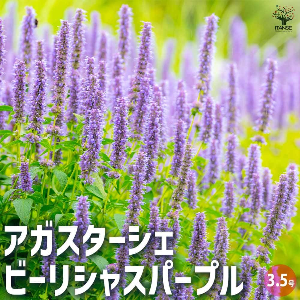 アガスターシェ ビーリシャスパープル 【花苗 3.5号ポット