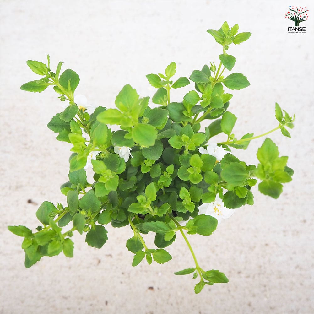 バコパ コピア 2個～【花苗 2.5号ポット】｜ 【植物のITANSE