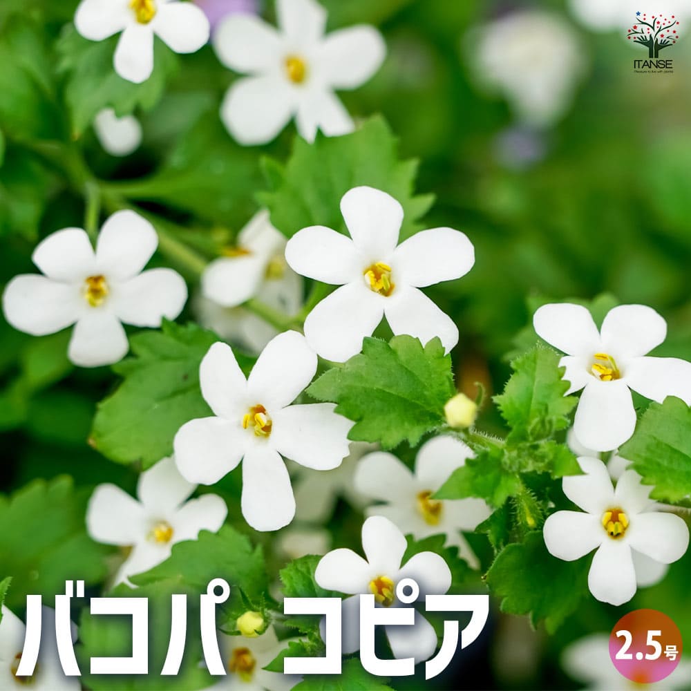 バコパ コピア 2個～【花苗 2.5号ポット】｜ 【植物のITANSE