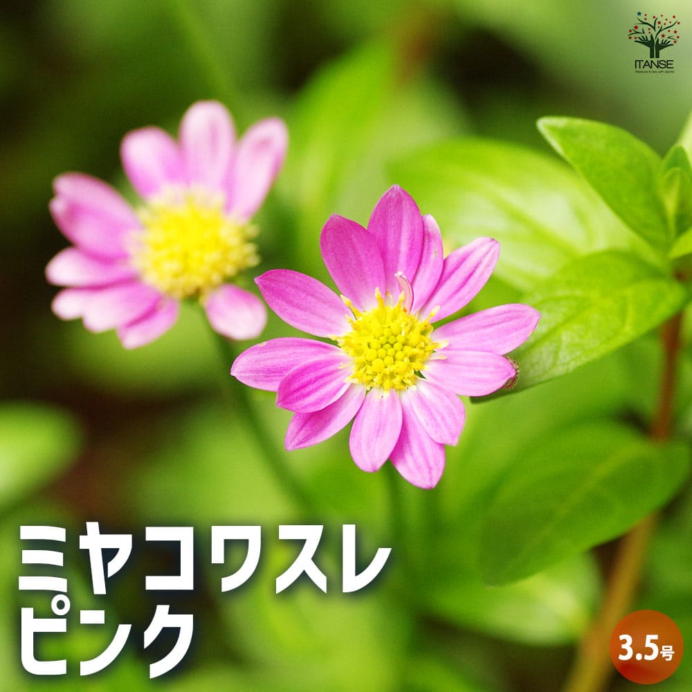 都忘れ(ミヤコワスレ) ピンク 【花苗 3.5号ポット】