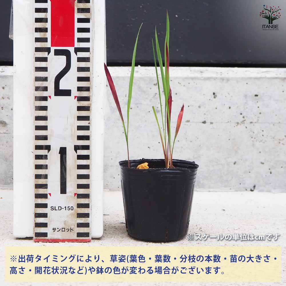 チロページ　びわ苗木　２本　着払い ゼノア刈払機（草刈機） BC222W（両手ハンドル） 沖縄県・離島を