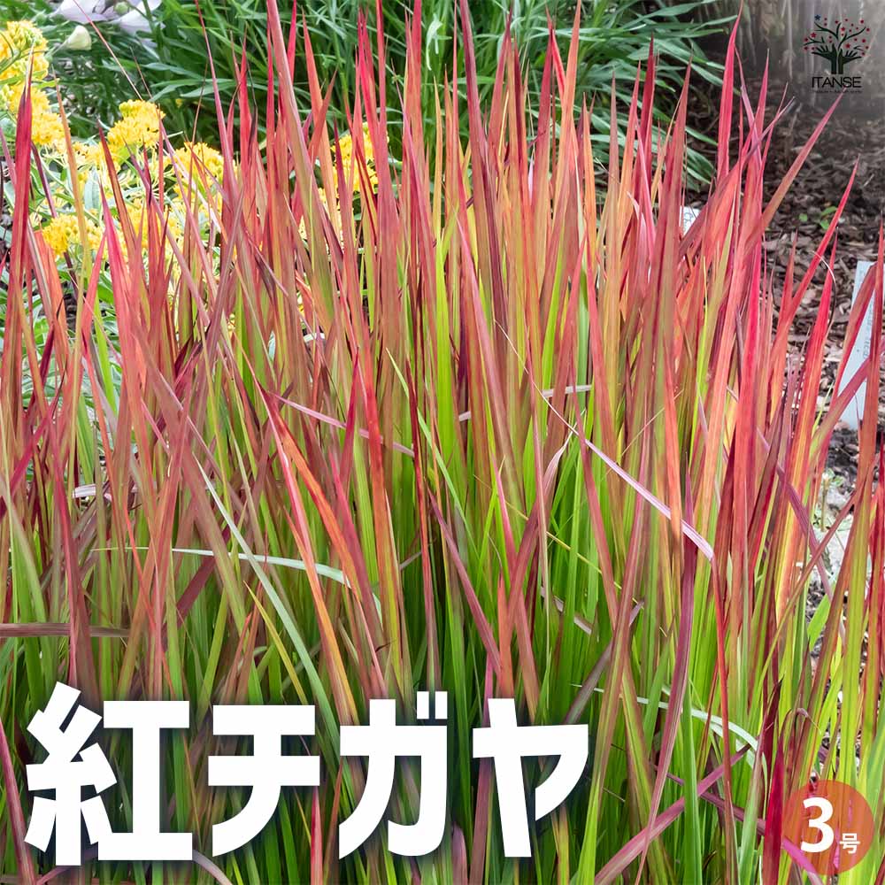 紅チガヤ 2個～【花苗 3号ポット】｜ 【植物のITANSE