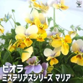 ビオラ ミステリアスシリーズ・マリア 【花苗 3.5号ポット】|花苗