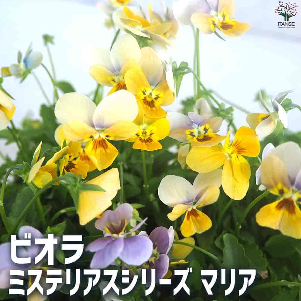 ビオラ ミステリアスシリーズ・マリア 【花苗 3.5号ポット】