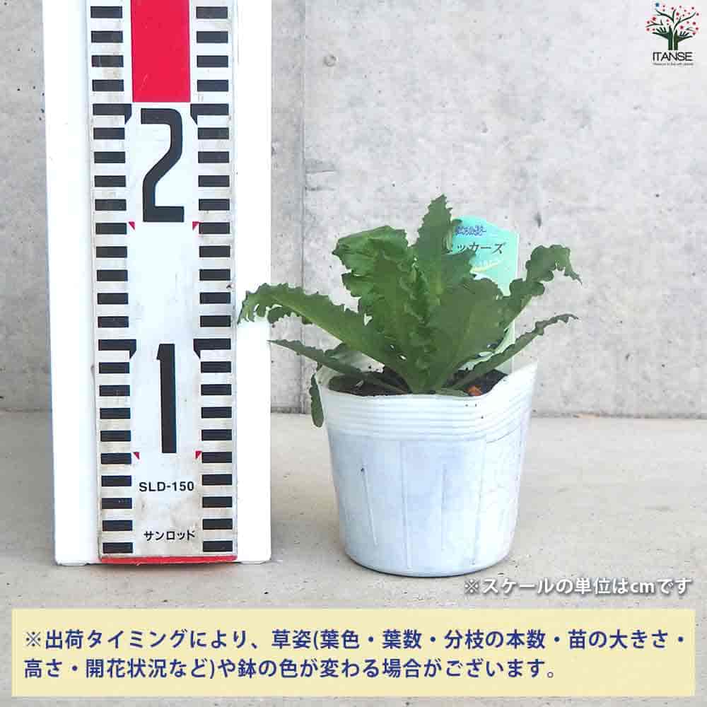 オリエンタルポピー チェッカーズ 【花苗 3.5号ポット