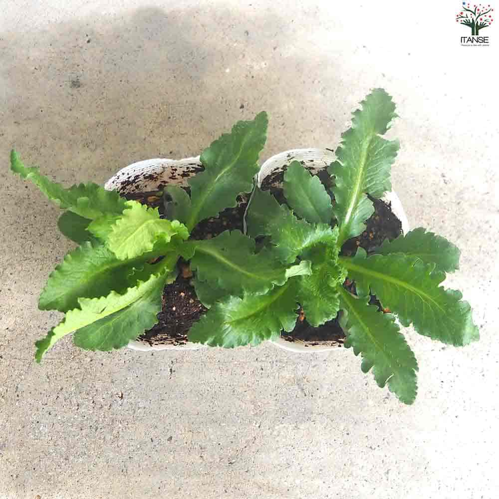 オリエンタルポピー チェッカーズ 【花苗 3.5号ポット