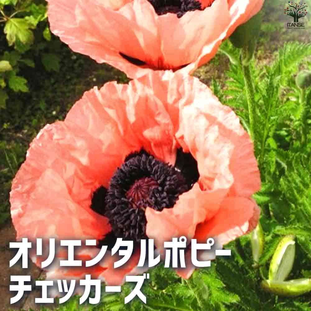 オリエンタルポピーなど 花苗 オリエンタルポピー チェッカーズ 【花苗 3.5号ポット