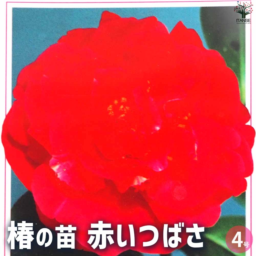 椿(つばき)の苗木 赤いつばさ 【花木苗 4号ポット／1個売り】