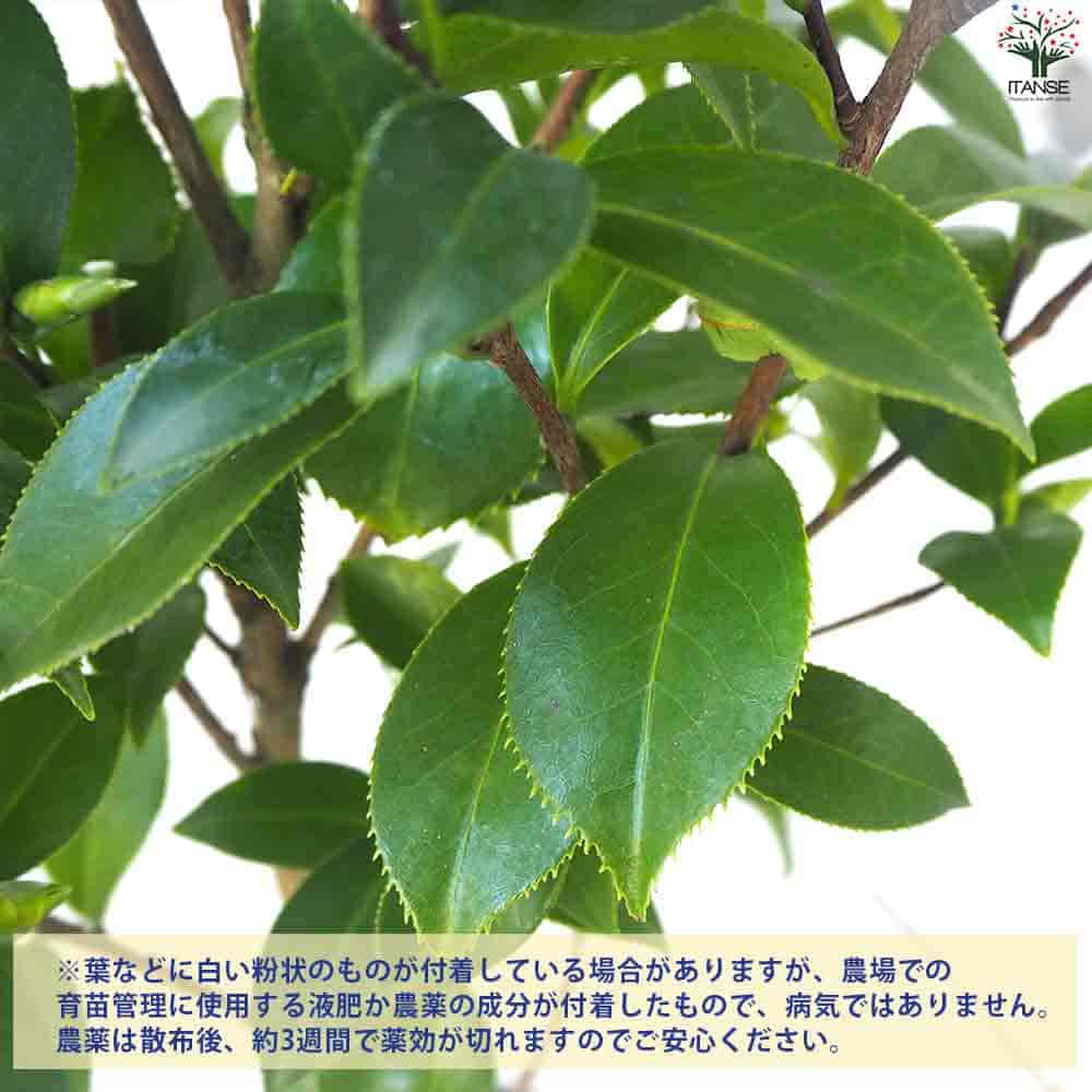 椿(つばき)の苗木 一楽 【花木苗 4号ポット／1個売り】｜ 【植物の