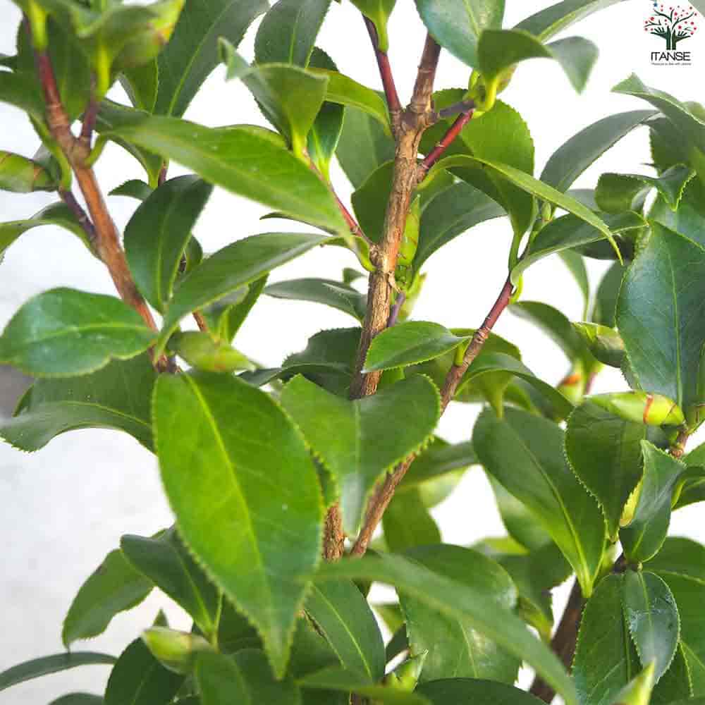 椿(つばき)の苗木 一楽 【花木苗 4号ポット／1個売り】｜ 【植物の