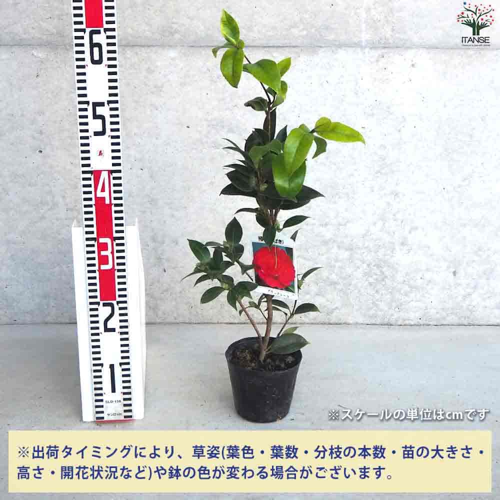 椿(つばき)の苗木 ブラックレース 【花木苗 4号ポット／1個売り