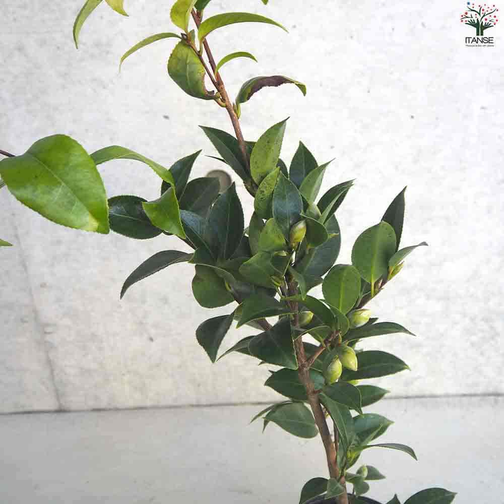 椿(つばき)の苗木 ブラックレース 【花木苗 4号ポット／1個売り