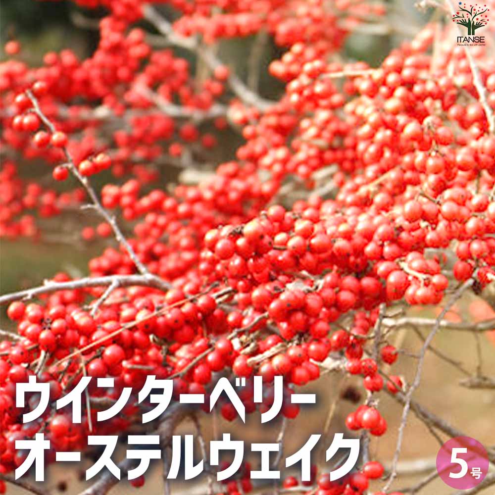ウインターベリー オーステルウェイク 【花木苗 5号ポット／1個売り】