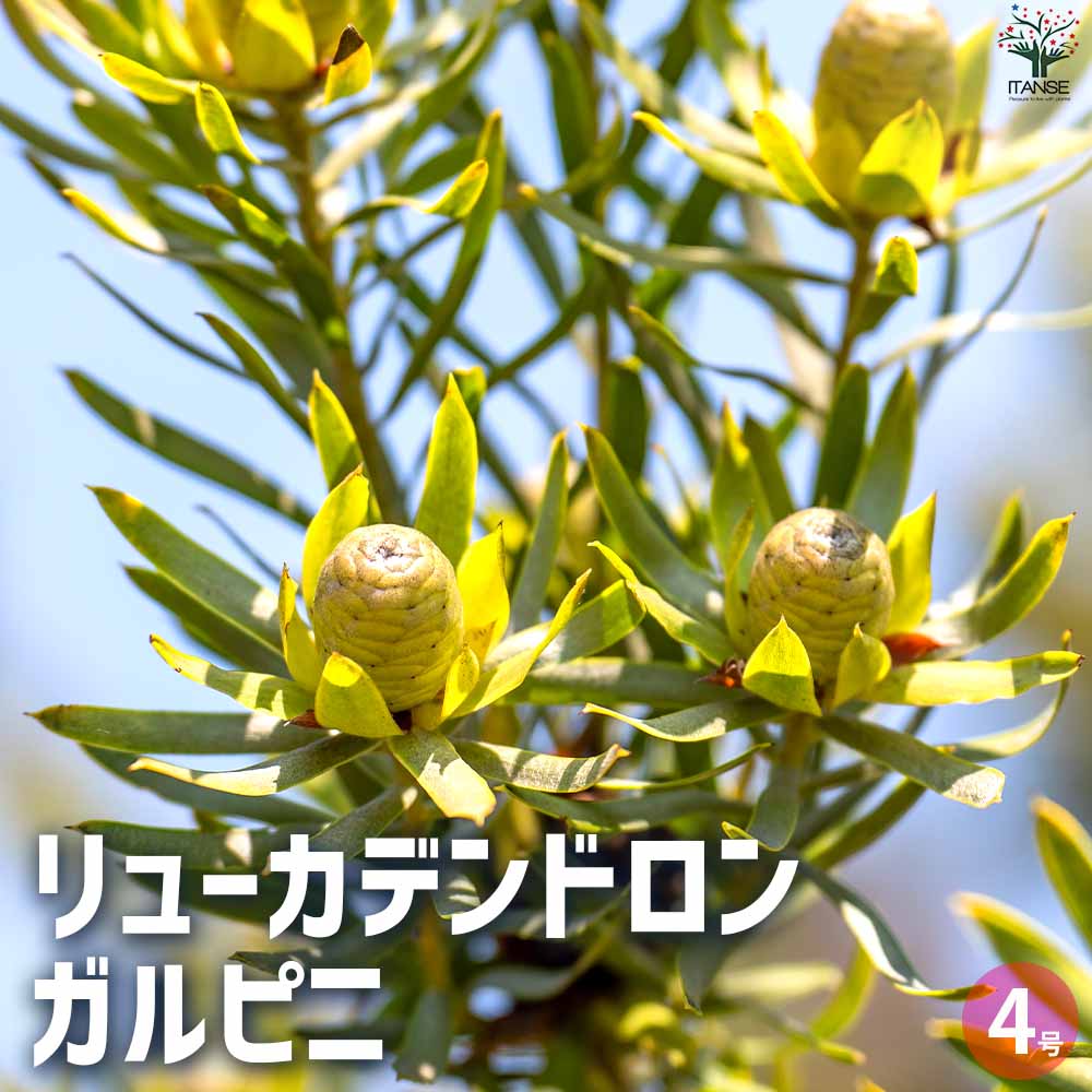 リューカデンドロン ガルピニ 【花木苗 4号鉢／1個売り】