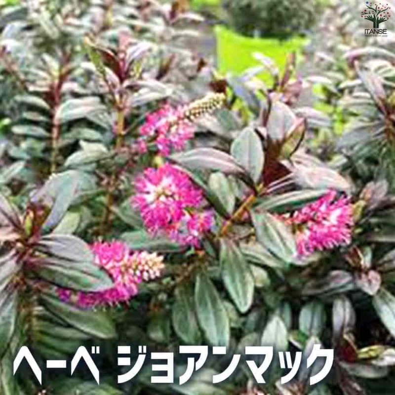 チャボトウジュロ(チャメロプス) ボルケーノ 【観葉植物 7号／1個売り