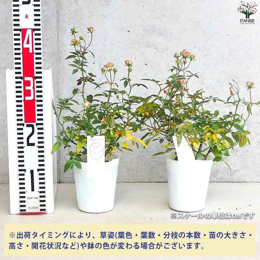 現在の残りおまけ用ラデッシュ薔薇苗木です バラ苗【新苗】ラディッシュ 国産苗［農林水産省 登録品種］《KMG-KMG