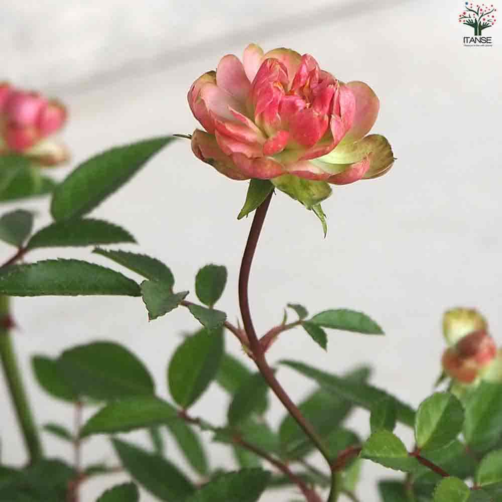 ミニ薔薇 ラディッシュ 【花苗 3.5号ポット】｜ 【植物のITANSE