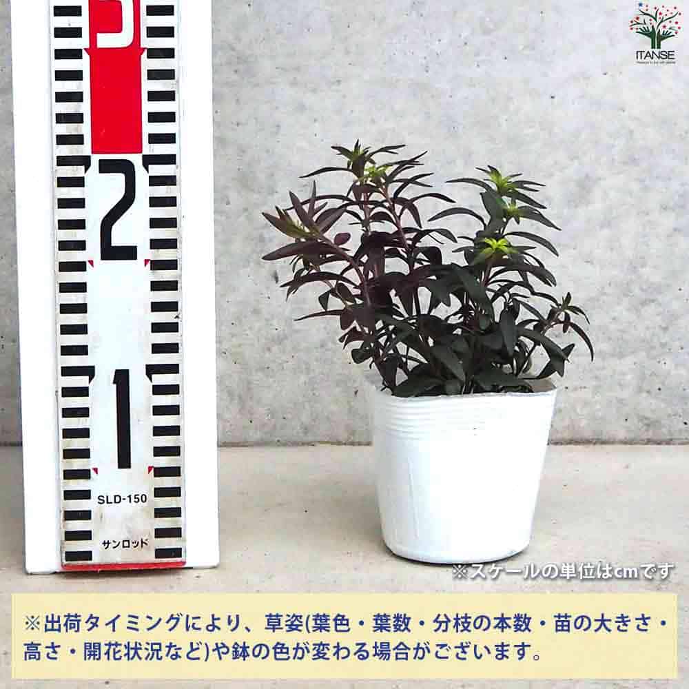 追加商品画像